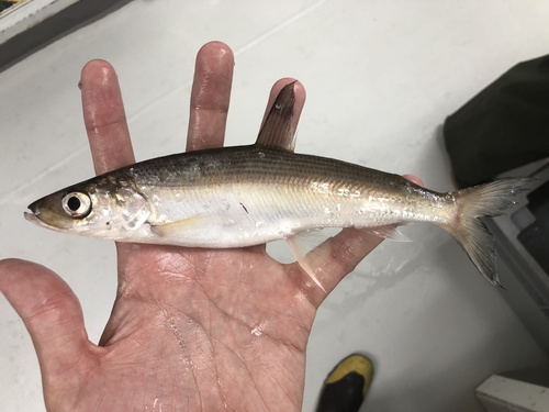 Bloater (Coregonus hoyi) — Salmonidae — 2