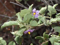 Solanum tomentosum