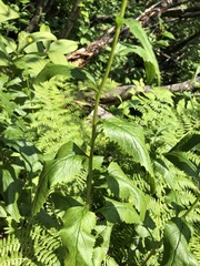 Senecio triangularis