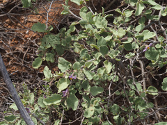 Solanum tomentosum