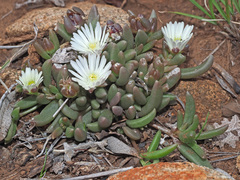 Delosperma brevisepalum
