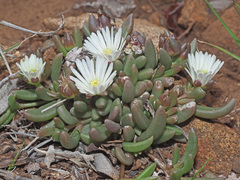 Delosperma brevisepalum