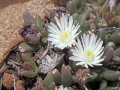 Delosperma brevisepalum