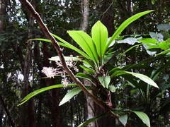 Cordyline cannifolia