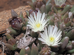 Delosperma brevisepalum