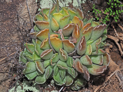 Adromischus cristatus