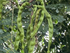 Adenanthera