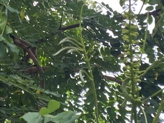 Adenanthera