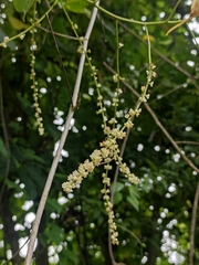 Gouania leptostachya