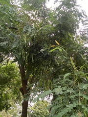 Adenanthera