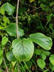 Gouania leptostachya