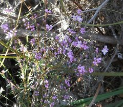 Boronia pilosa
