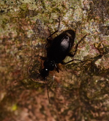 Limodromus assimilis