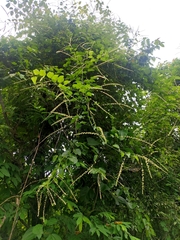 Gouania leptostachya