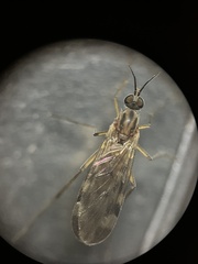 Sylvicola fenestralis