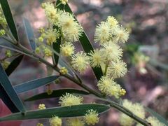 Acacia