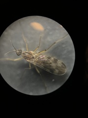 Sylvicola fenestralis