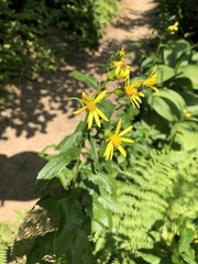 Senecio triangularis