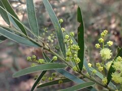 Acacia