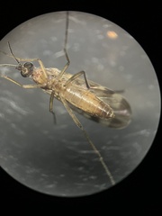 Sylvicola fenestralis