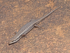 Trachylepis variegata