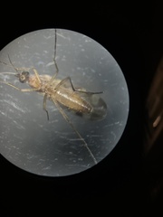 Sylvicola fenestralis