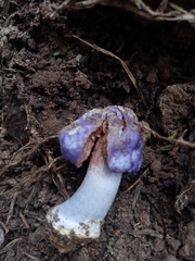 Cortinarius austrovaginatus