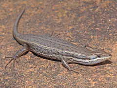 Trachylepis variegata