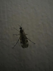 Sylvicola fenestralis