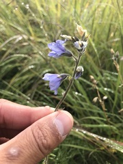 Polemonium acutiflorum