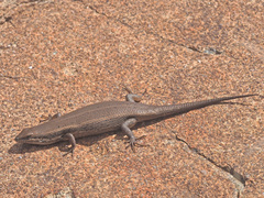 Trachylepis variegata