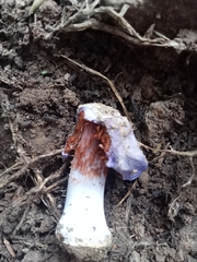 Cortinarius austrovaginatus