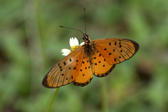 Acraea oncaea