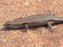 Trachylepis variegata