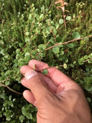Betula nana