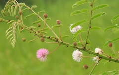 Mimosa rubicaulis