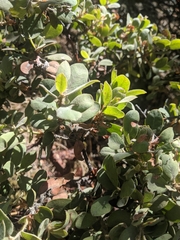 Arctostaphylos columbiana
