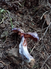 Cortinarius austrovaginatus