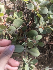 Arctostaphylos columbiana