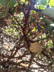 Arctostaphylos columbiana