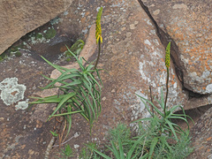Aloiampelos striatula