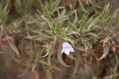 Eremophila freelingii