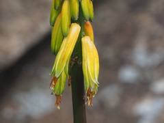 Aloiampelos striatula