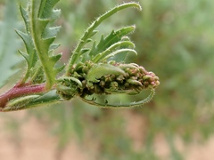 Haloragis odontocarpa