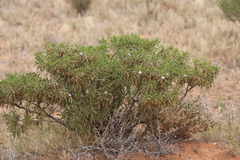 Eremophila freelingii