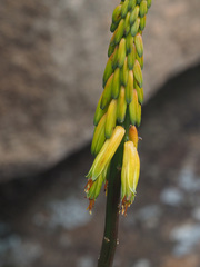 Aloiampelos striatula