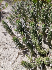 Euphorbia caput-medusae