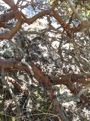 Arctostaphylos columbiana