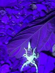 Centruroides sculpturatus