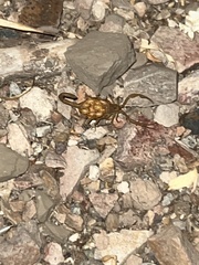 Centruroides sculpturatus